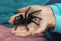 Child holding a tarantula Royalty Free Stock Photo